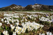 01 I crocus invadono i prati del 'generoso' Avaro